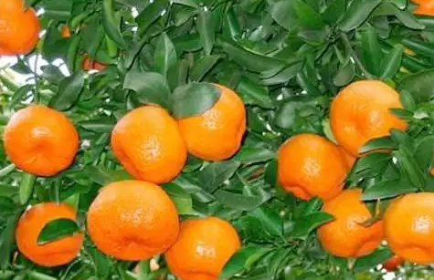 打響蘆柑品質“保衛(wèi)站”